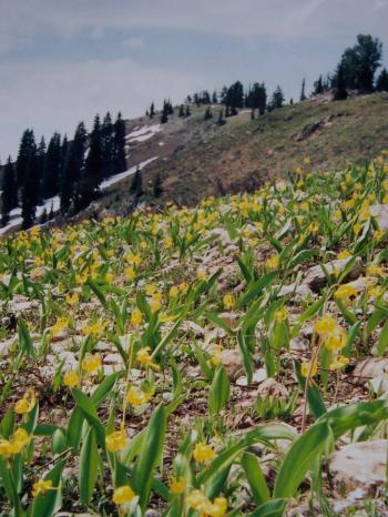 Glacier Lily. Photo Rick Baugher.