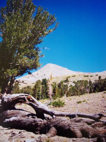 Alpine zone, crowned whitebark, and one of the 11000' points en route to the culmination, photo by Rick Baugher 9/12/99.