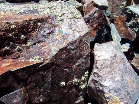 Color high on the mountain, photo by Rick Baugher.