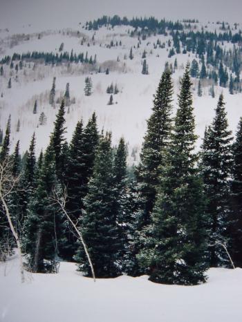 View W to Salt Pass Peak on 3/17/06.. Photo by Rick Baugher.
