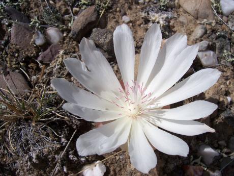 Lewisia Rediviva, photo by Rick Baugher