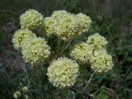 Eriogonum, photo by Rick Baugher