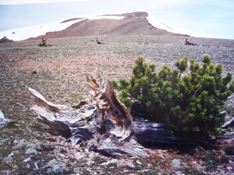 View to Inyo summit on 6/5/00.. Rick Baugher photo.