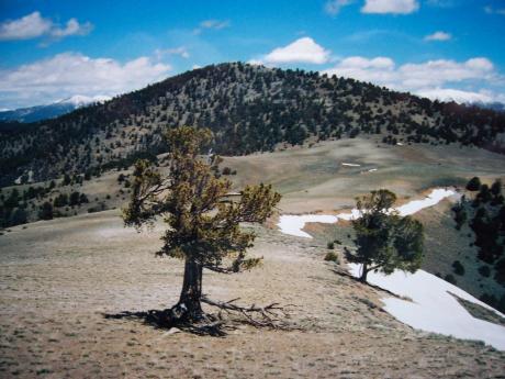 View N to Donkey 4 at el 9291', Rick Baugher photo.