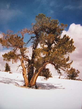 Whitebark pine, Rick Baugher photo.