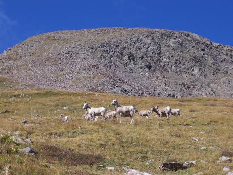 Bighorn in the Sangre de Cristo of Souther Colorado, photo 9/16/07 by Rick Baugher