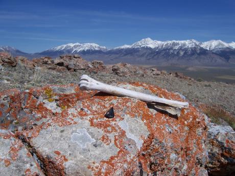 Obsidian dart point, and for scale, an ungulate bone. Photo by Rick Baugher.
