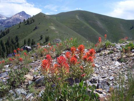 Indian paintbrush, photo by Rick Baugher