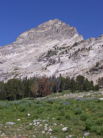 View W to Rearing Stallion. The forbs and grasses in this alpine meadow are well cropped by the 40 animal herd of elk., photo by Rick Baugher